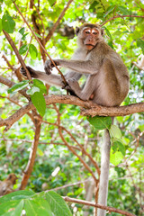 Monkey on branch