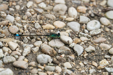 Blue Tailed Damselfly in Springtime