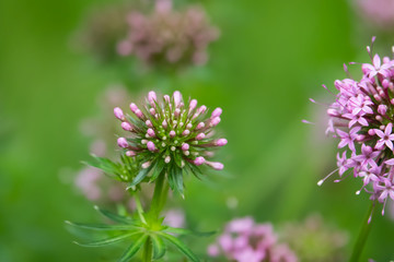 Caucasian Crosswort Flowers in Bloom in Springtime