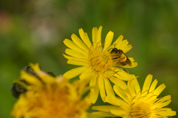 Bee With Pollen Sac.