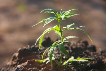 Cannabis leaves on marijuana plant, controls the harvest of marijuana. Hemp cultivation. Cannabis concept CBD oil, medical extract