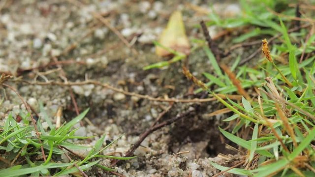 A camouflaged butterfly lizard emerging out of the ground.