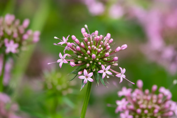 Caucasian Crosswort Flowers in Bloom in Springtime
