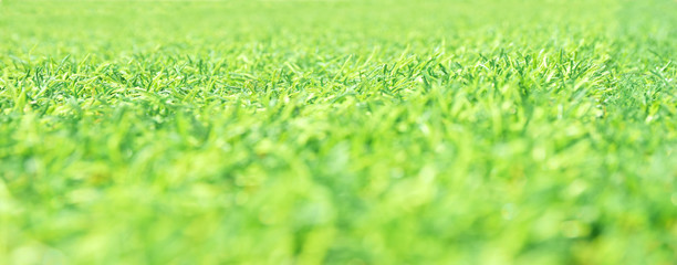 Mid horizontal line focus of artifact grass field. This picture is wallpaper, background.
