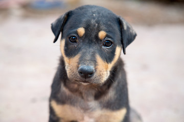 cute sad puppy looking into camera