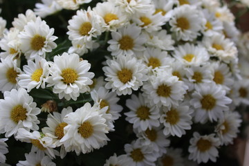 fleurs blanches