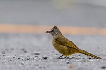 Flavescent Bulbul isolated perching on road surface