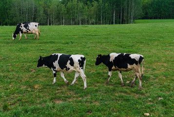 Fototapeta premium Black and white cows graze and eat grass on the field.