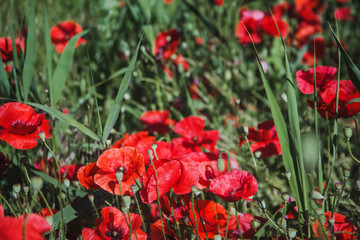 Field of poppies on a sunset