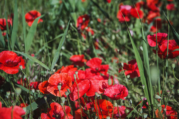 Field of poppies on a sunset