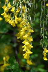 Yellow flowers of Laburnum anagyroides, the common laburnum, golden chain or golden rain, in full bloom in a sunny spring garden