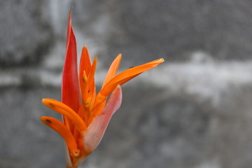 fleur orange