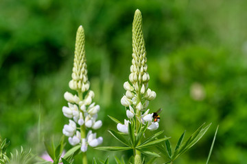 Glose up of white flowers of Lupinus, commonly known as lupin or lupine, in full bloom and green grass in a sunny spring garden