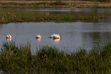 American white pelican, morning on the lake
