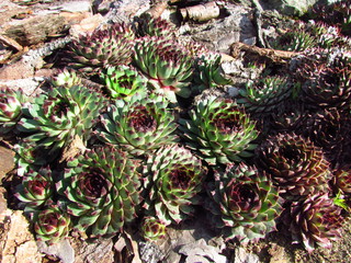 Houseleeks, Sempervivum, Crassulaceae family, colorful cultivar of popular garden plant, close-up