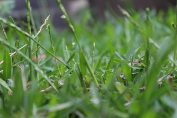 herbes