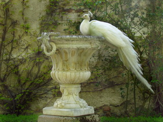 White peacock sitting on baroque decorative flowerpot, peafowl in garden