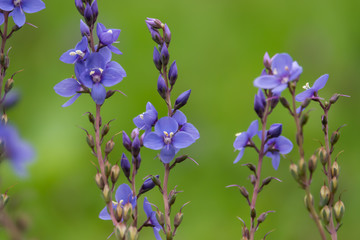 Digger's Speedwell Flowers in Bloom in Springtime
