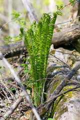 Growing up forest ferns in spring