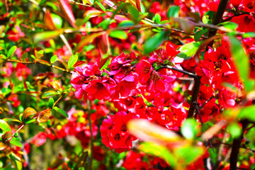 red flowers on a tree branch