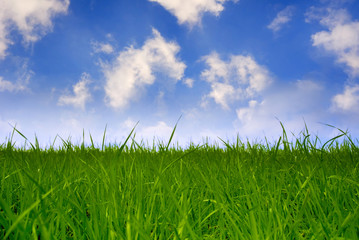 Fototapeta premium summer landscape with green grass and blue cloudy sky 