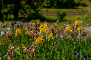 Picturesque views of blooming irises.
