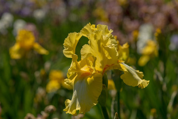 Picturesque views of blooming yellow irises.