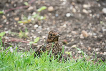 Eurasian Blackbird in Springtime