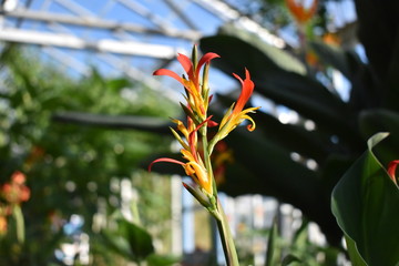 Fototapeta premium Red flower