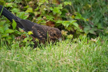 Eurasian Blackbird in Springtime