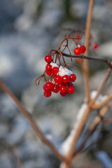 Winter red berries snow