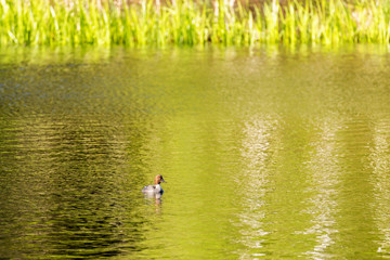 Obraz na płótnie Canvas Goldeneye swimming in a lake