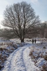 Winter Havelte Drente Netherlands. Snow. Walking