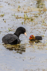 Eurasian Coot Chicken with food