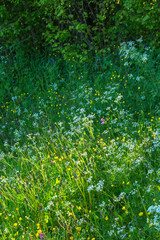 Flowering meadow at a shrubbery