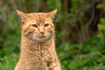 Plakat Domestic cat portrait outdoors
