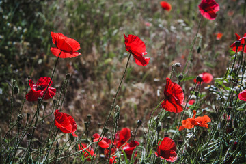 Naklejka premium Field of poppies on a sunset