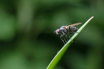 An ordinary fly on a thin green blade of grass on a green unfocused background. Macro photography of insects, selective focus