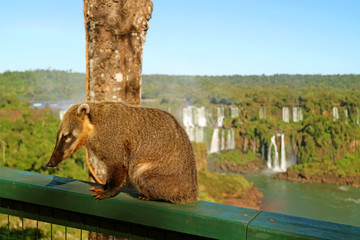 Raccoon-like Creatures Called Coati found at Iguazu Falls National Park, Foz do Iguacu, Brazil,...