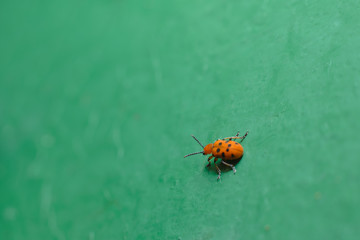 A small cute red spotted bug crawls on a uniform green surface. Macro photography of insects, selective focus
