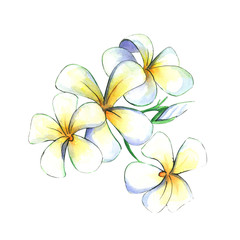 Hand drawn watercolor illustration of plumeria flowers - isolated on white background 