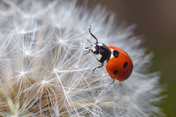 Little tiny red cute spotted ladybug on a fluffy white dandelion. Macro photography of insects, selective focus