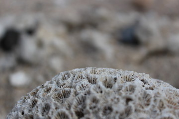 corail