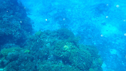 Fototapeta na wymiar Coral in Columbia Reef Cozumel Mexico