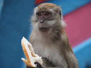 Human Money with Bread