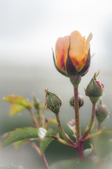 yellow roses in the garden close up