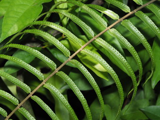 Pattern Leaf