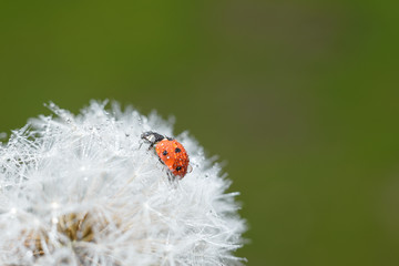 tiny red cute spotted ladybug on a fluffy white dandelion. Macro photography of insects, selective focus