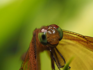 Dragonfly