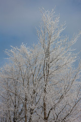 Obraz na płótnie Canvas Winter in the Netherlands. Snow. Branches
